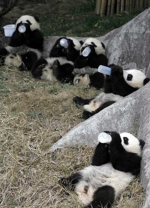 Panda klykk
